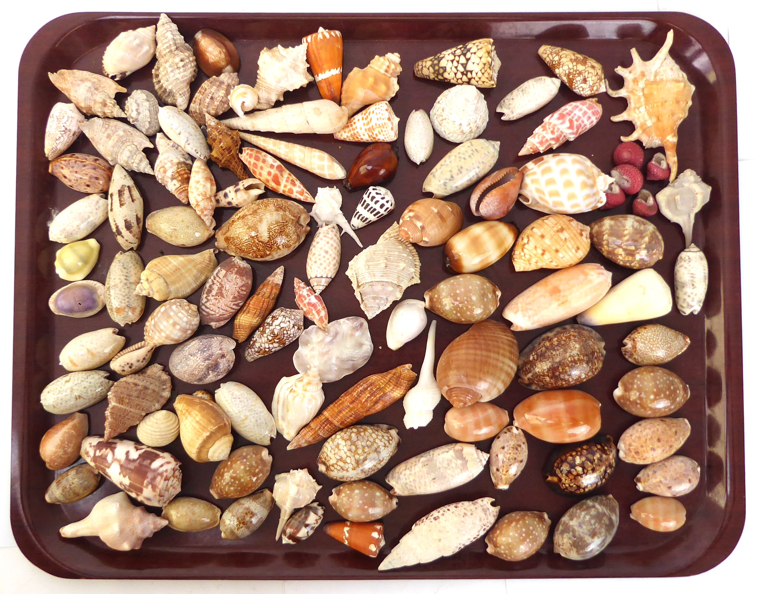 A substantial collection of sea shells, and 'A Beginner's Guide to South African Shells' by K.H. - Image 2 of 7