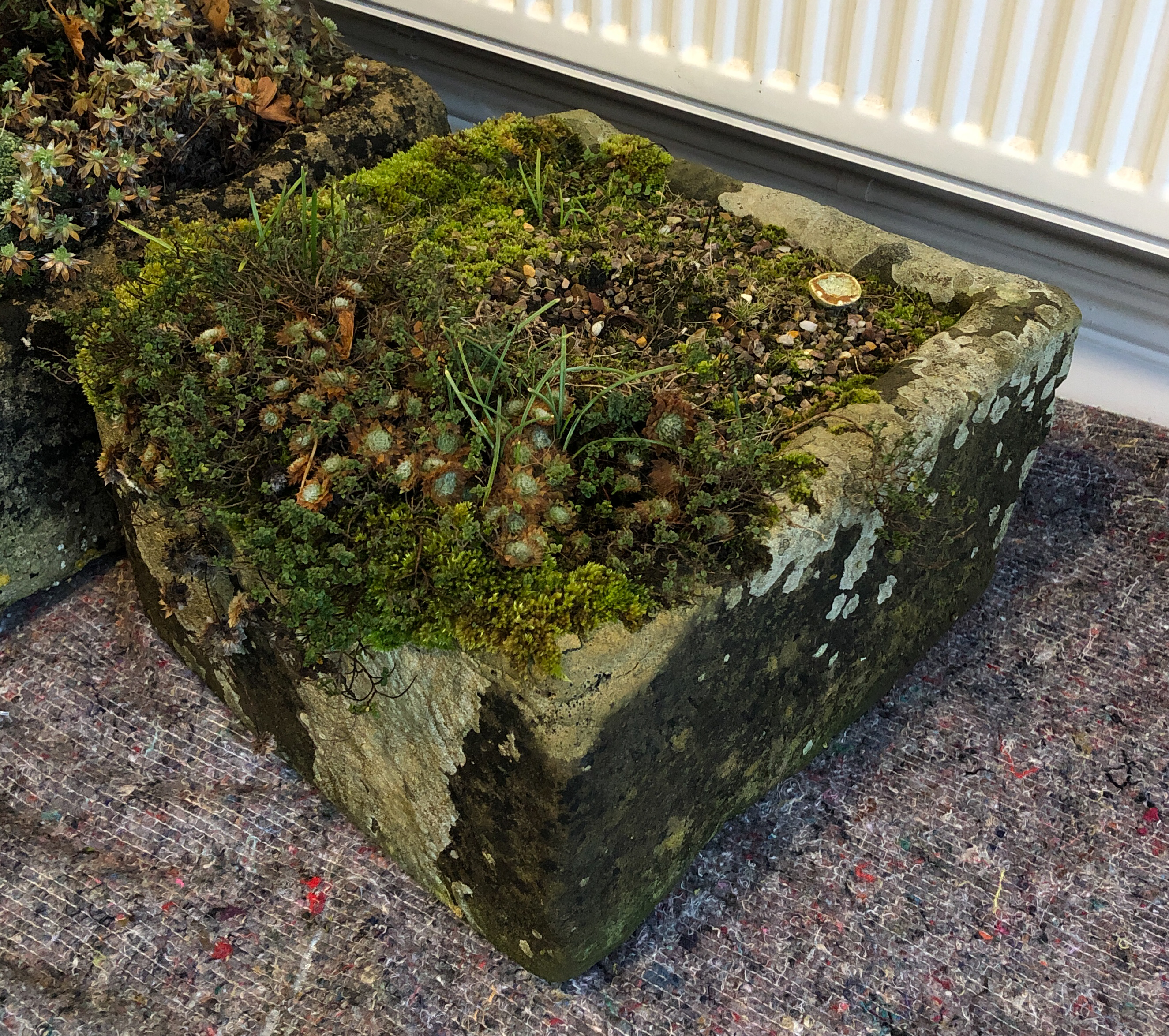 A carved limestone D-shaped garden trough - well weathered, planted with alpines. (LWH 43.5 x 41.5 x