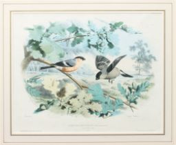 Edouard Travies (French, 1809-1869) Two lithographs originally published in ‘Les Oiseaux les plus