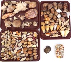 A substantial collection of sea shells, and 'A Beginner's Guide to South African Shells' by K.H.
