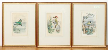 Five hand coloured lithographs of birds - 19th century, including a set of three by Edouard