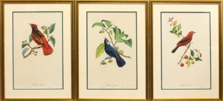 After Jean-Theodore Descourtilz (1796-1855) a set of three colour prints of exotic birds second half
