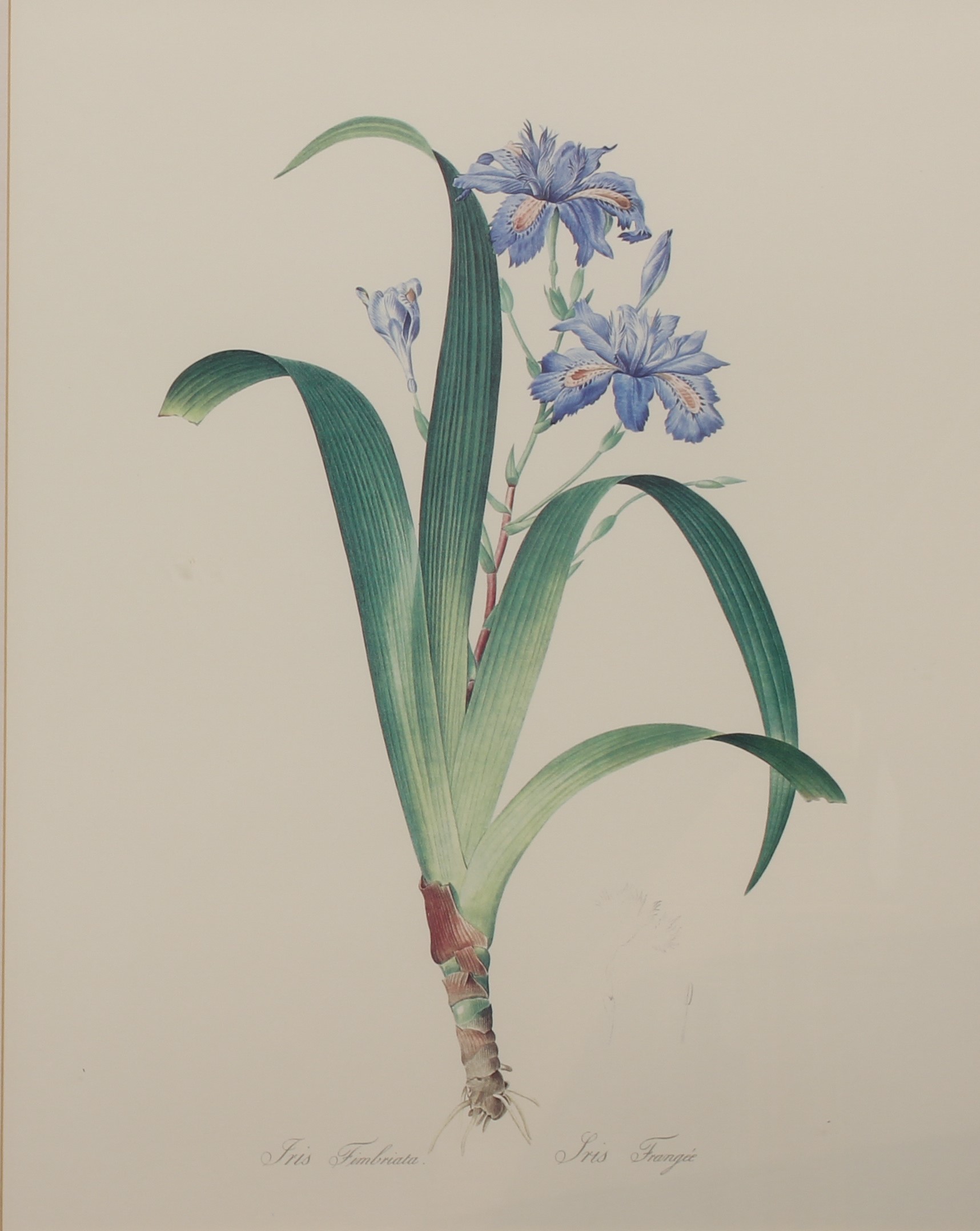 After Christophe Jacob Trew and Pierre Joseph Redoute: a set of three botanical prints - modern - Image 3 of 6