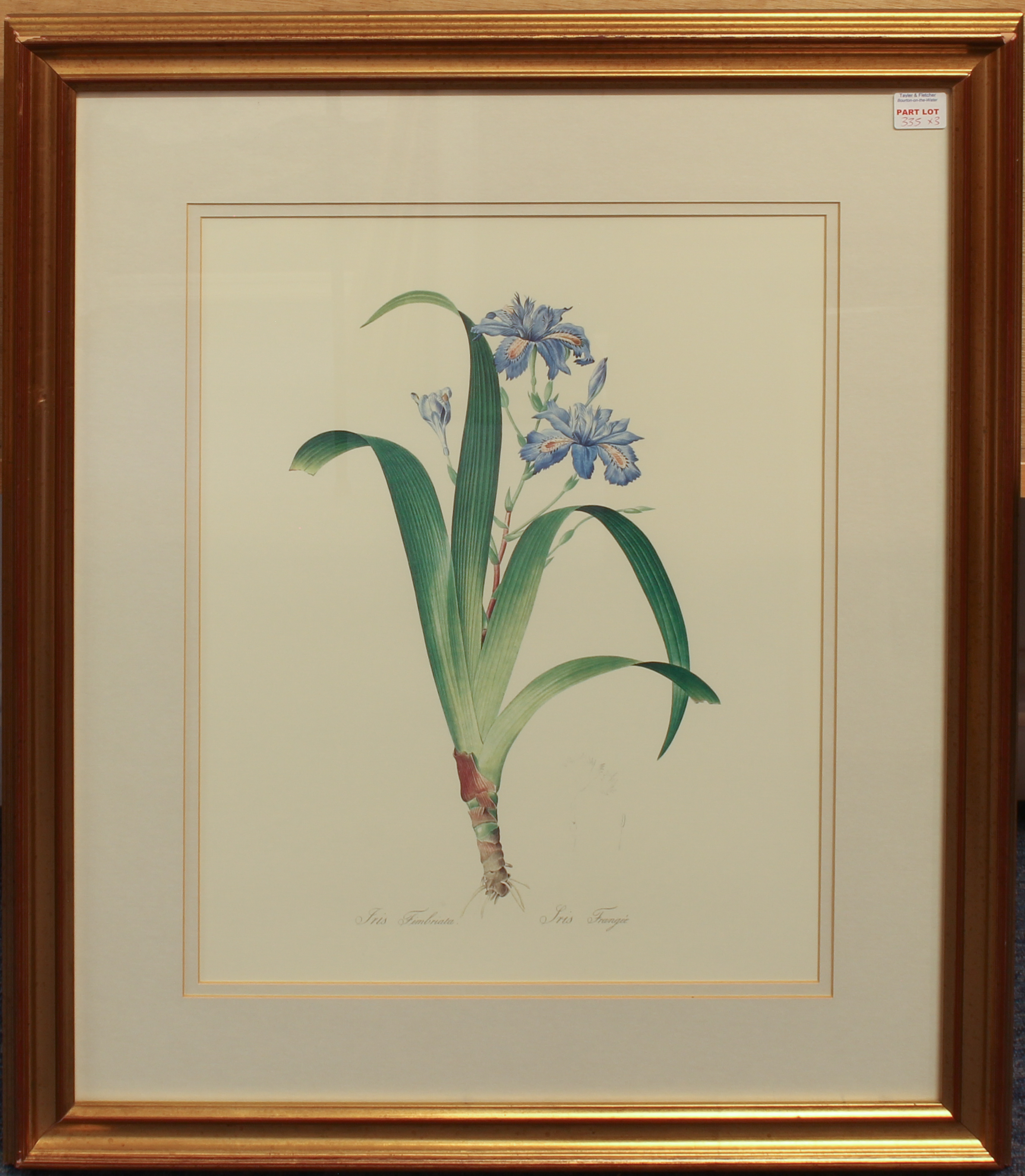 After Christophe Jacob Trew and Pierre Joseph Redoute: a set of three botanical prints - modern - Image 3 of 4