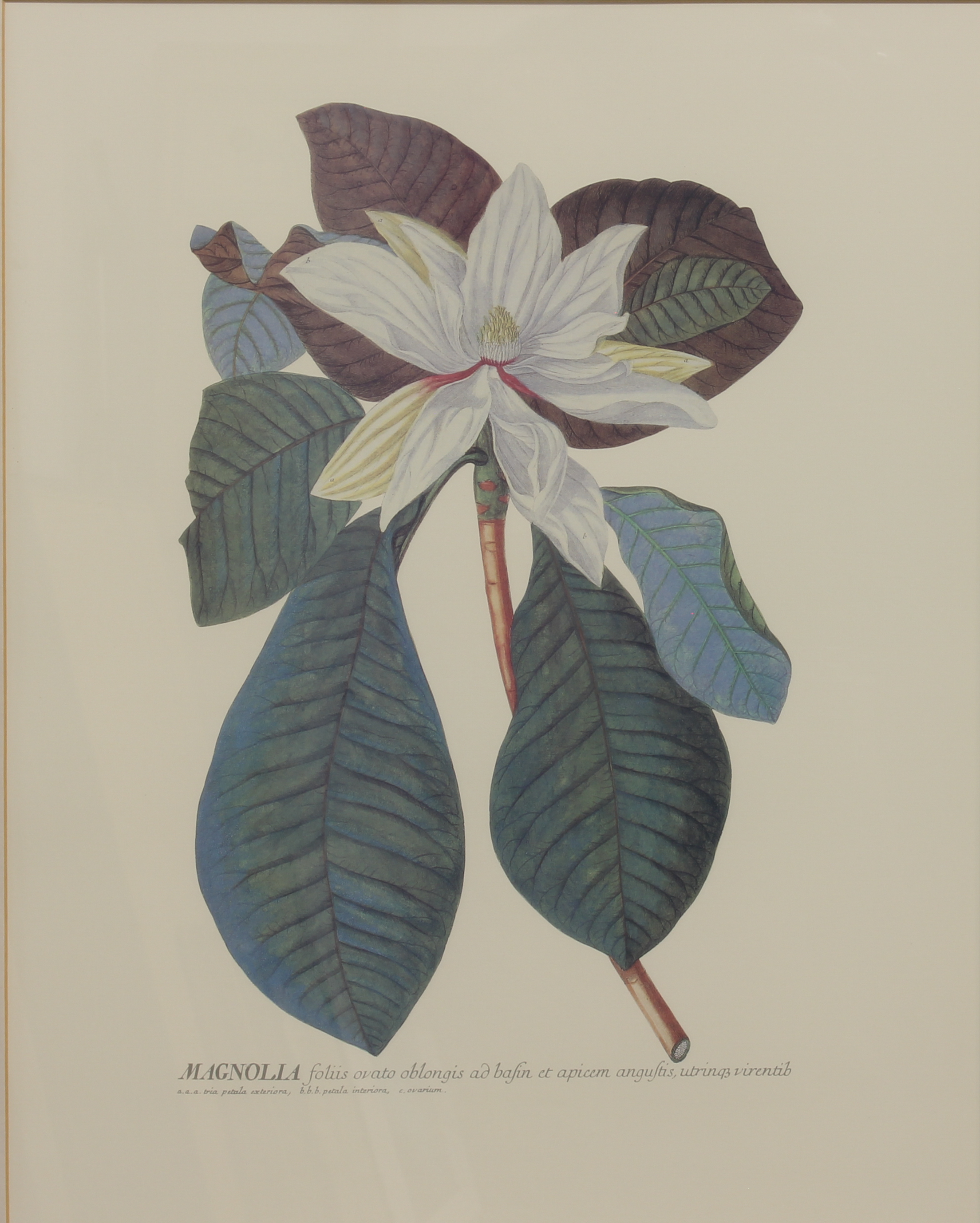 After Christophe Jacob Trew and Pierre Joseph Redoute: a set of three botanical prints - modern - Image 5 of 6