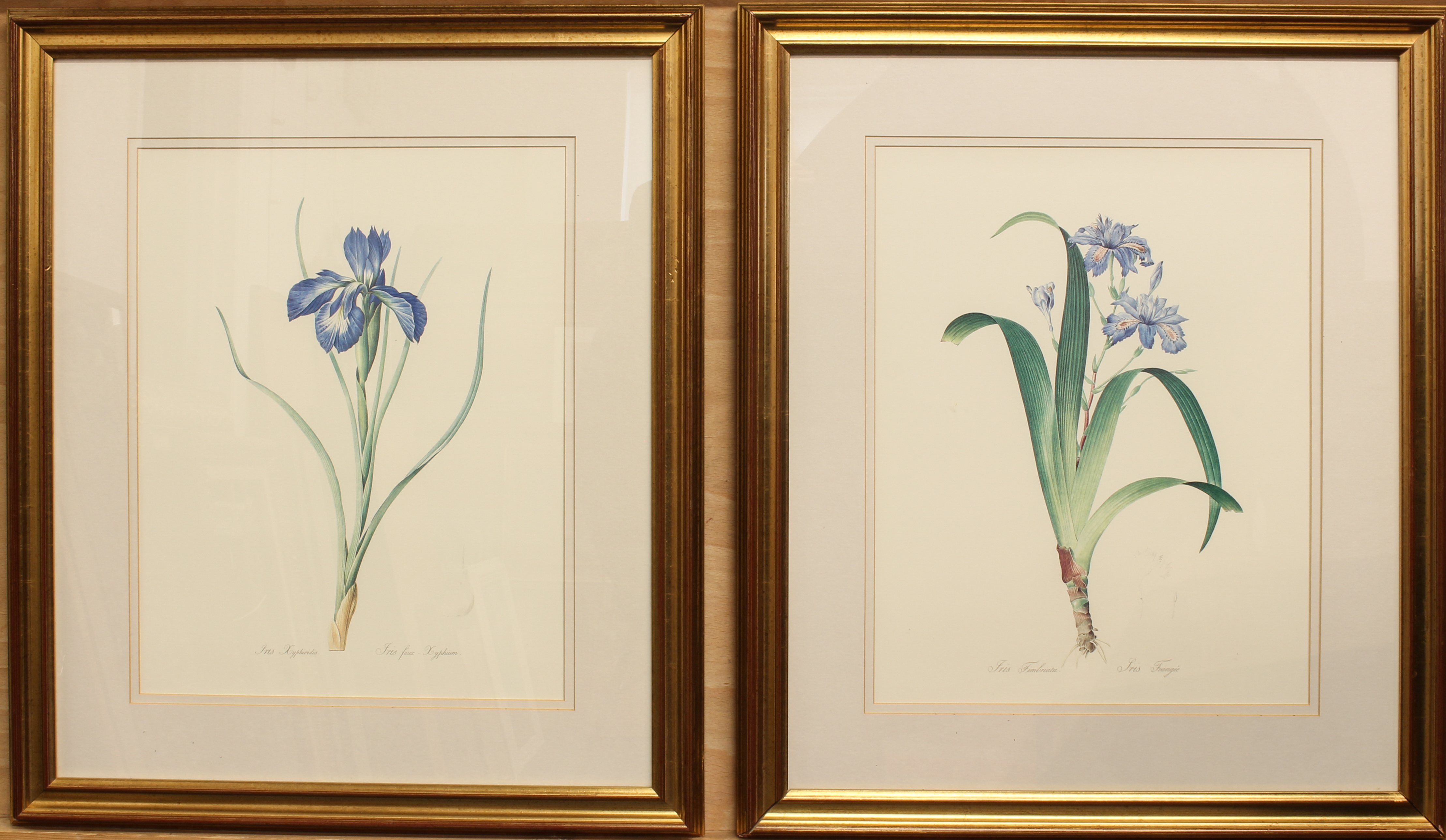 After Christophe Jacob Trew and Pierre Joseph Redoute: a set of three botanical prints - modern