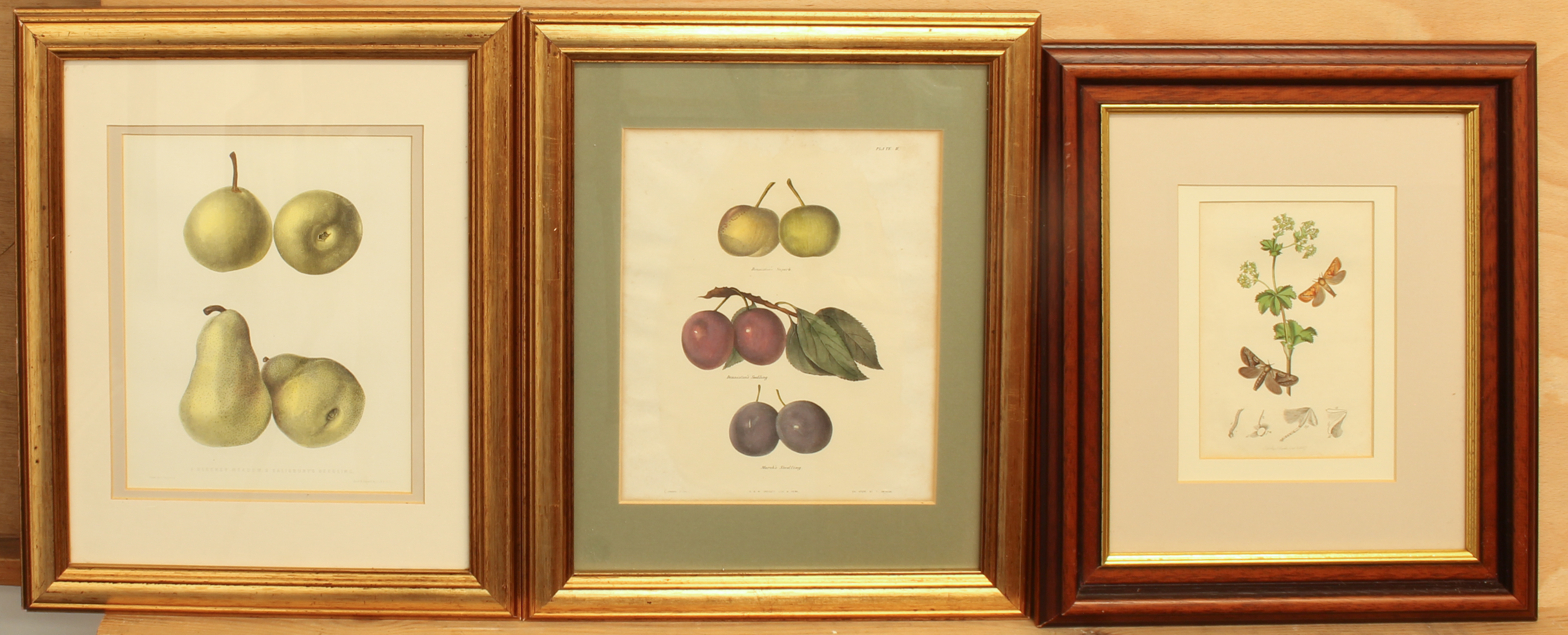 Ebenezer Eminons (American, 1799-1863) - two hand coloured lithographs of fruit, one of Bleeker