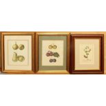 Ebenezer Eminons (American, 1799-1863) - two hand coloured lithographs of fruit, one of Bleeker