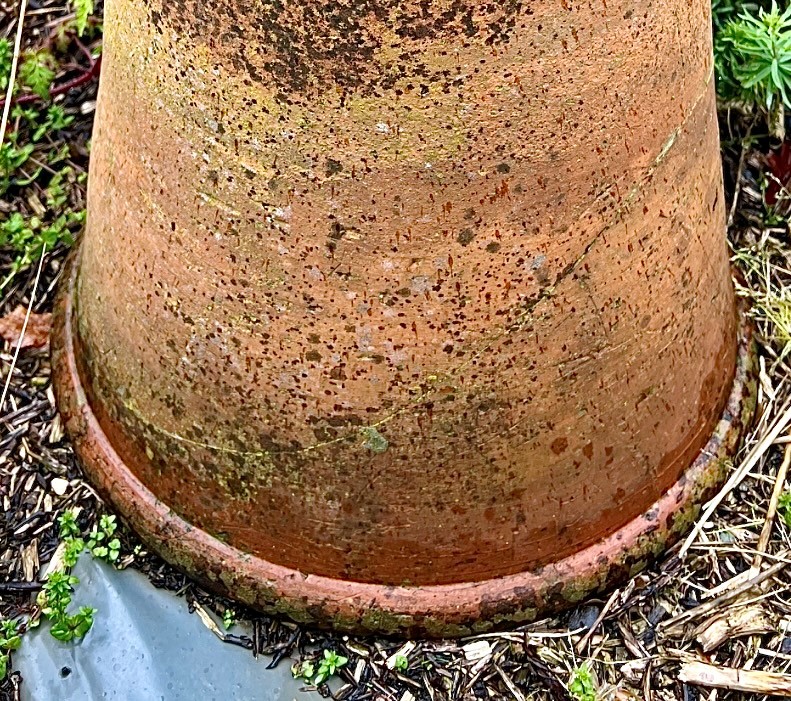 A Victorian terracotta rhubarb forcer - 46cm diameter at base, 71cm high (repaired cracks around - Image 2 of 3