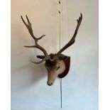 Taxidermy: an antique European Fallow Deer (Dama dama) trophy mount - the buck with six pointed