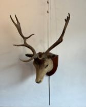 Taxidermy: an antique European Fallow Deer (Dama dama) trophy mount - the buck with six pointed