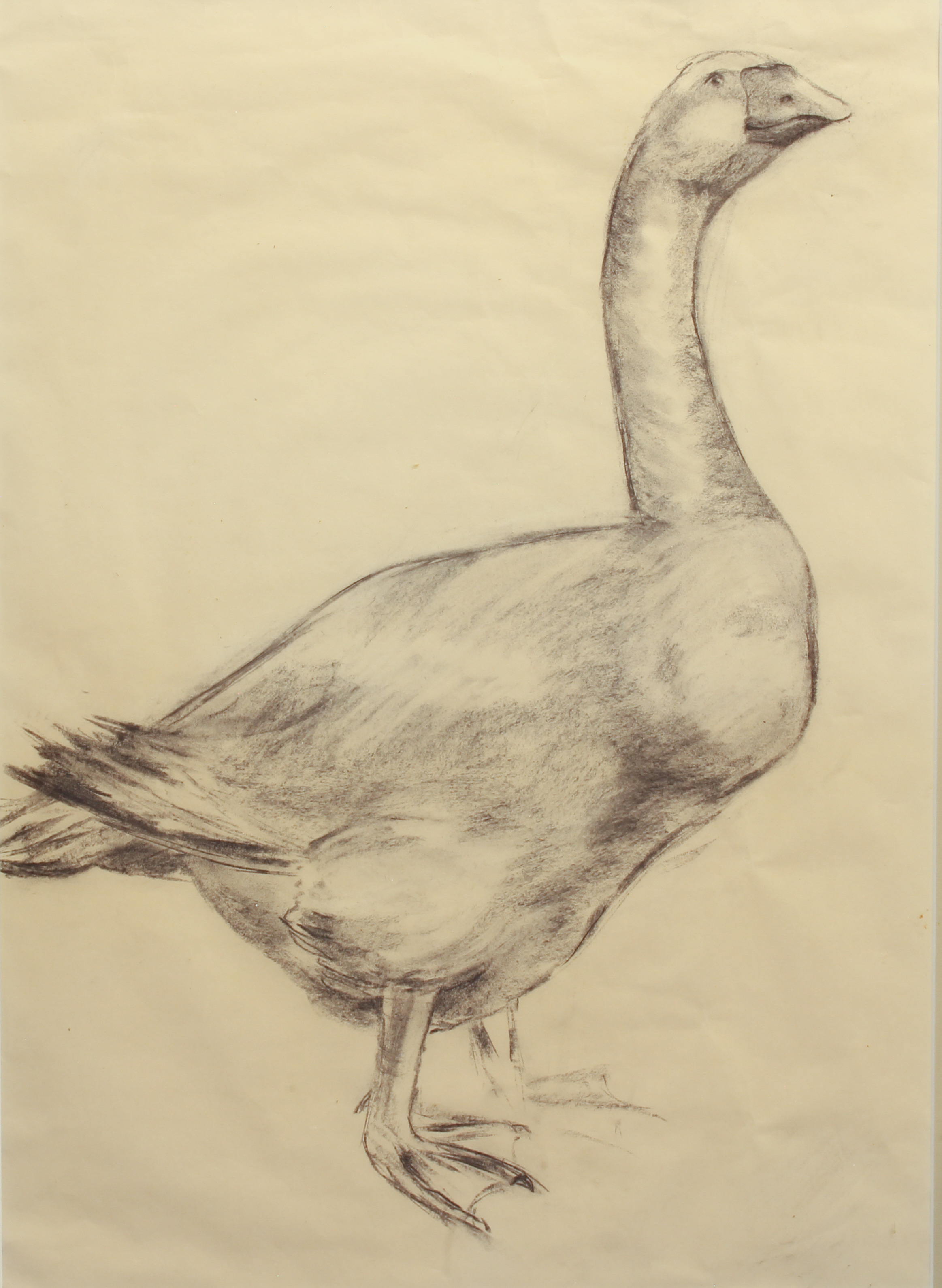 English School (fourth quarter 20th century) Portrait of a domestic goose charcoal, unsigned 28¼ x