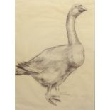 English School (fourth quarter 20th century) Portrait of a domestic goose charcoal, unsigned 28¼ x