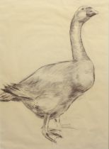 English School (fourth quarter 20th century) Portrait of a domestic goose charcoal, unsigned 28¼ x