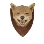 Taxidermy: a wall mounted fox head - early 20th century, with glass eyes, mounted on an oak