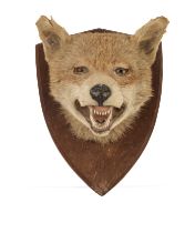 Taxidermy: a wall mounted fox head - early 20th century, with glass eyes, mounted on an oak