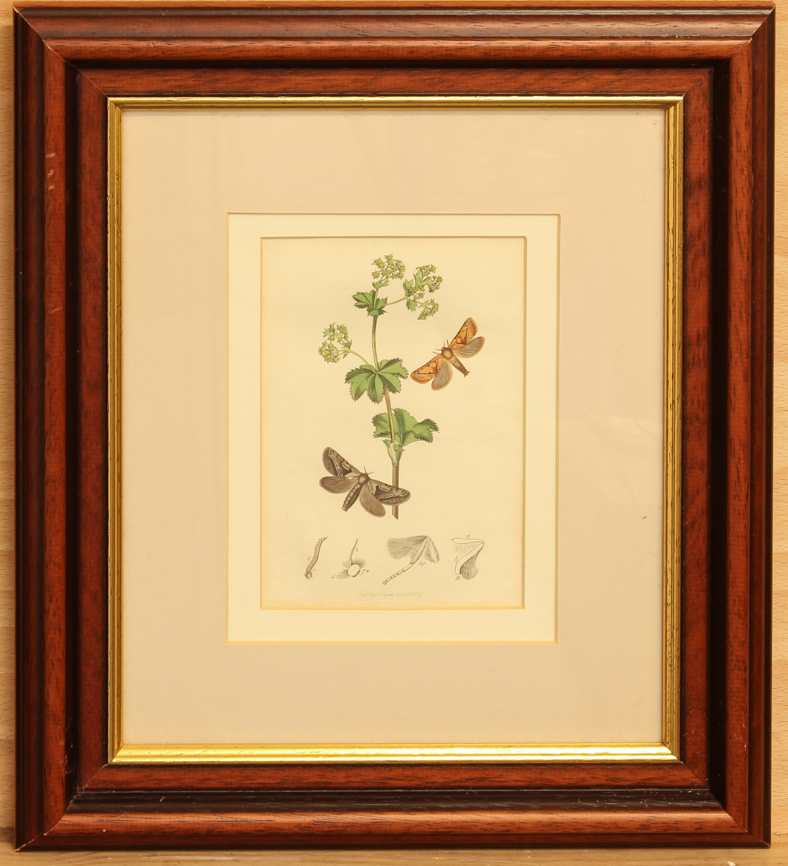 Ebenezer Eminons (American, 1799-1863) - two hand coloured lithographs of fruit, one of Bleeker - Image 6 of 7