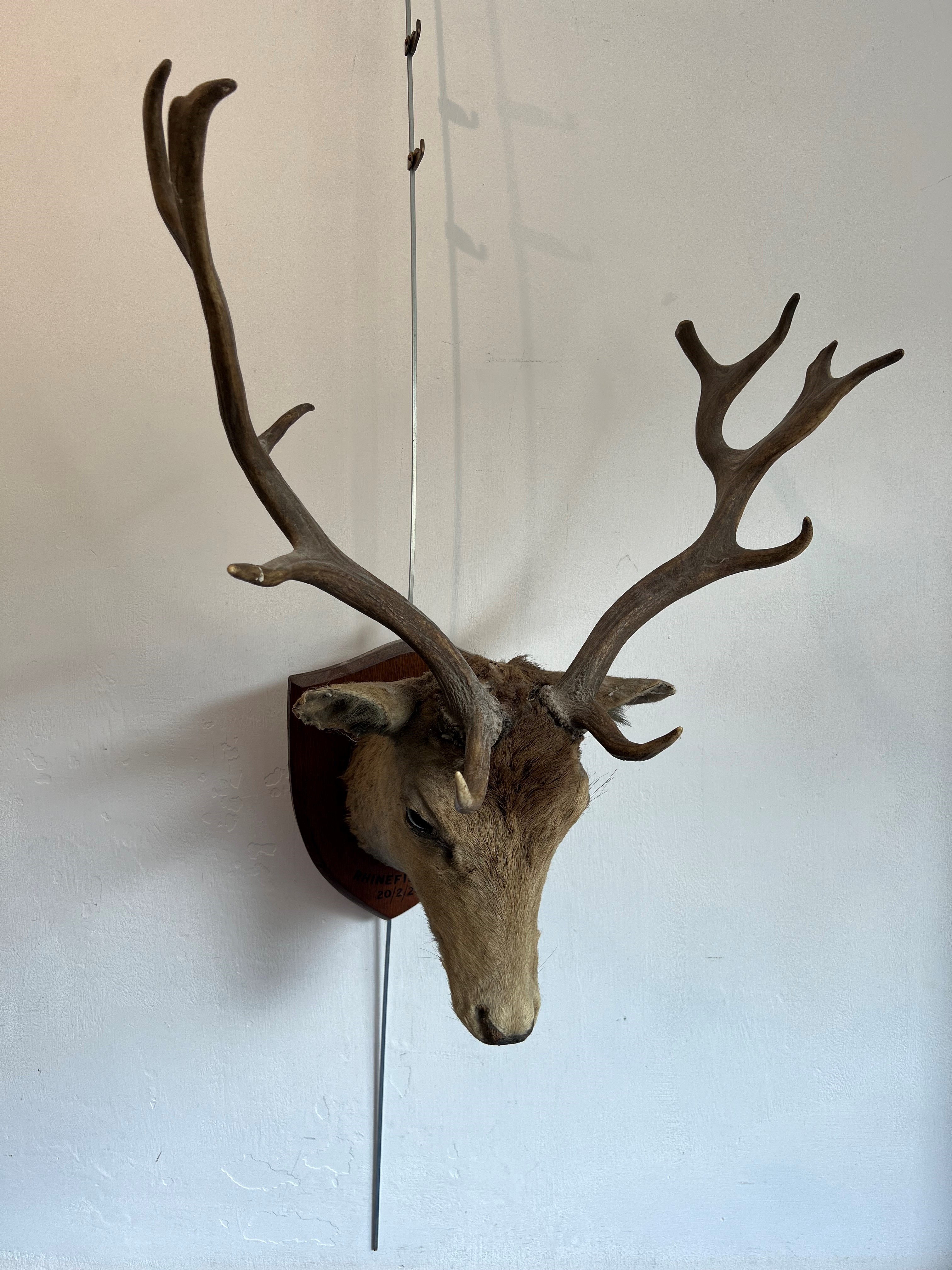 Taxidermy: an antique European Fallow Deer (Dama dama) trophy mount - the buck with six pointed - Bild 2 aus 3