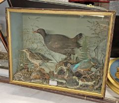 LATE VICTORIAN TAXIDERMY CASED DISPLAY OF BIRDS TO INCLUDE EUROPEAN KINGFISHER,