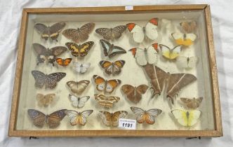 GLAZED ENTOMOLOGY DISPLAY CONSISTING OF 30 EXAMPLES 32.5 X 47.