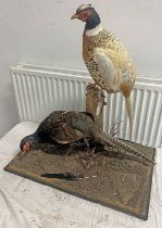 TAXIDERMY STUDY OF A PHEASANT & 1 OTHER BIRD ON FAUX FOLIAGE,