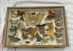 GLAZED ENTOMOLOGY DISPLAY CONSISTING OF 34 EXAMPLES 32.5 X 47.