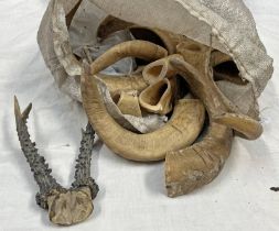 VARIOUS HORNS AND ANTLERS IN A BAG