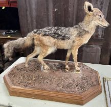 TAXIDERMY STUDY OF A BLACK BACKED JACKAL MOUNTED ON A FAUX ROCKY LANDSCAPE ON WOODEN BASE,