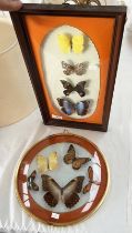 TWO GLAZED WALL MOUNTED ENTOMOLOGY DISPLAYS 39 X 19 CM AND 29 CM ACROSS