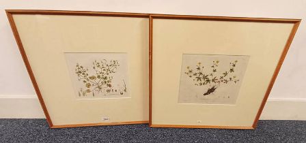 PAIR OF FRAMED COLOURED ENGRAVING BOOK PLATES OF GERANIUM LUCIDUMA FORMENTILLA OFFICINALIS,