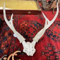 6 POINT ANTLERS ON SKULL