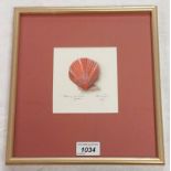 FRAMED WATERCOLOUR OF A RED CLAM SHELL, INDISTINCTLY SIGNED & DATED 2006,