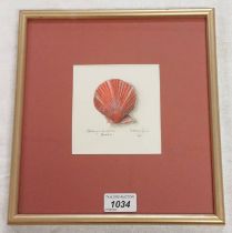 FRAMED WATERCOLOUR OF A RED CLAM SHELL, INDISTINCTLY SIGNED & DATED 2006,