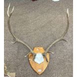 10 POINT ANTLERS ON SHIELD