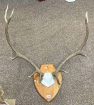 10 POINT ANTLERS ON SHIELD