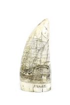 Natural History: A Period Scrimshaw-Decorated Sperm Whale Tooth (Physeter macrocephalus), circa