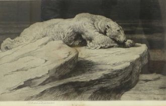 Herbert Thomas Dicksee RE (1862-1942) Resting polar bear Signed in pencil, black and white