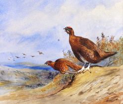 Attributed to Archibald Thorburn FZS (1860-1935) Red grouse in a landscape Signed and dated 1926,