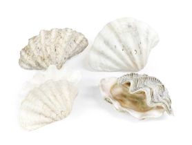 Natural History: A Collection of Clam Shells (Tridacna gigas), circa early 20th century, two