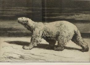 Herbert Thomas Dicksee RE (1862-1942) Walking polar bear Signed in pencil, black and white