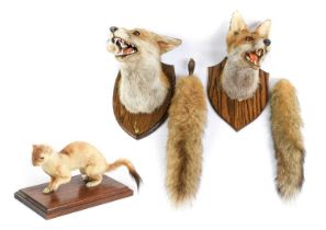 Taxidermy: A European Red Fox Mask (Vulpes vulpes), dated November 1982, a good quality adult fox