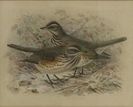 Johannes Gerardus Keulemans (1842 - 1912) Dutch Pair of Thrushes on wintery ground Signed,