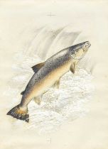 Charles Frederick Tunnicliffe RA, RE, ARCA (1901-1979) "A Male Salmon" Mixed media, inscribed in