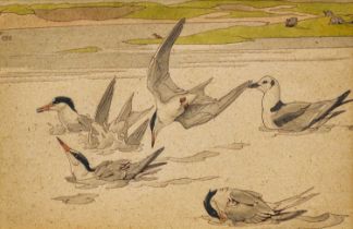 Richard Barrett Talbot Kelly (1896-1971) Common Terns & Kittiwake bathing Signed, ink and