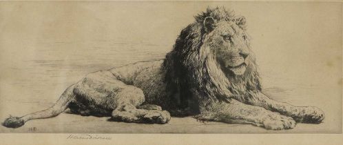 Herbert Thomas Dicksee RE (1862-1942) Study of a lion Signed in pencil, with a blindstamp, black and