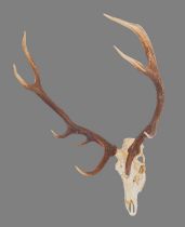 Antlers/Horns: Romanian Red Deer Antlers (Cervus elaphus hippalaphus), dated 1976, Karparten,