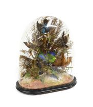 Taxidermy: A Late Victorian Dome of North & South American Tropical Birds, circa 1880-1900, a