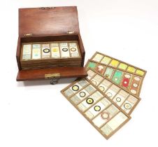 Prepared Microscope Slides