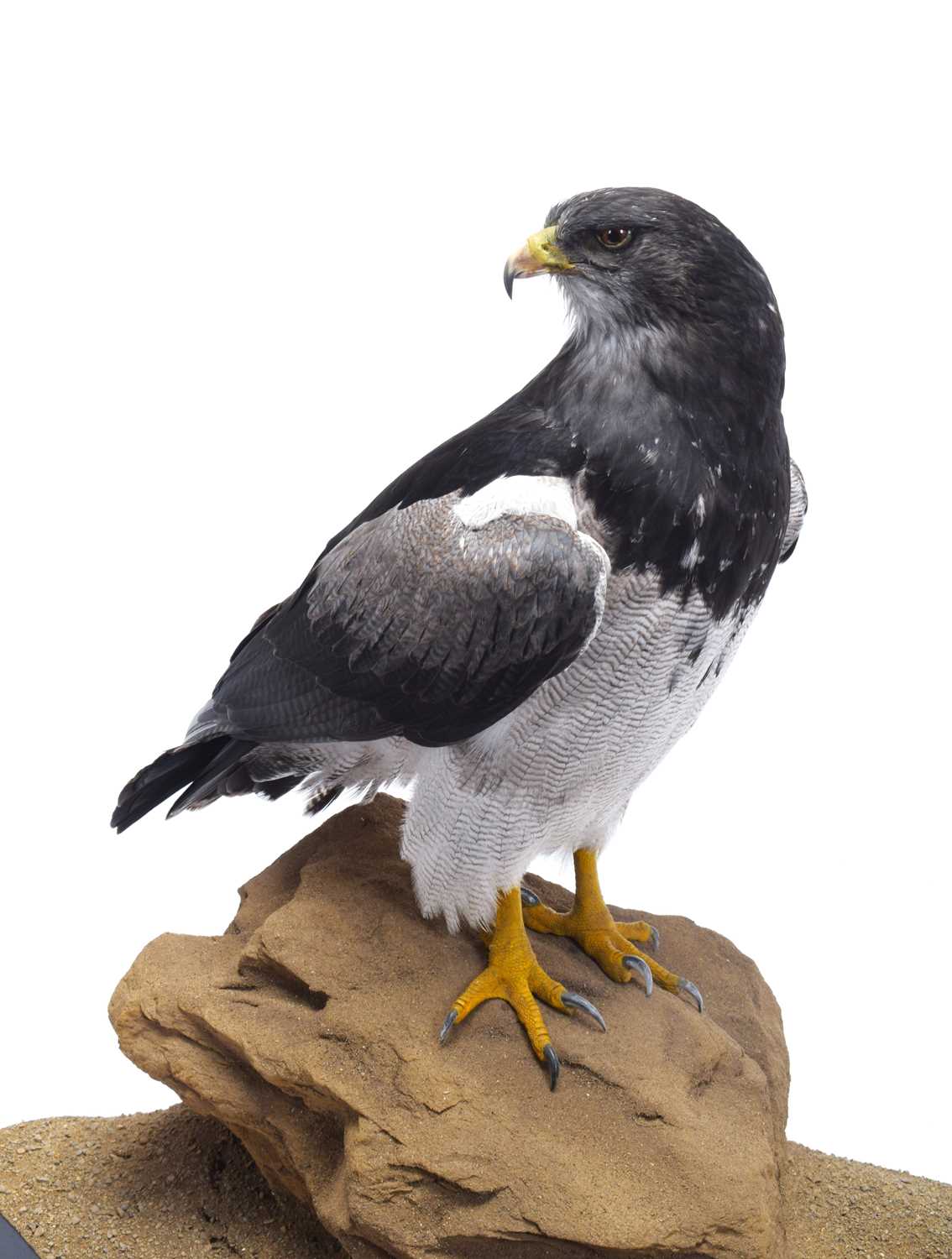Taxidermy: A Cased Black-chested Buzzard-eagle or Chilean Blue Eagle (Geranoaetus melanoleucus), - Image 5 of 13