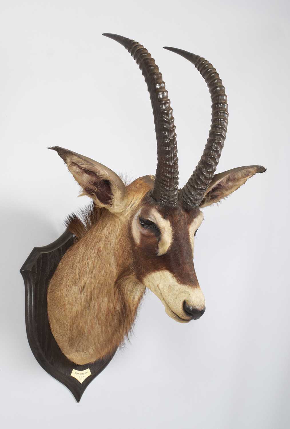 Taxidermy: Roan Antelope (Hippotragus equinus langheldi), dated 1909, British East Africa, by